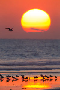 Sunset at Taqah Beach, beach with gulls resting on the shore, Taqah, Dhofar, Oman Sunset at Taqah Beach, beach with gulls resting on the shore, Taqah, Dhofar, Oman